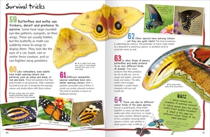 100 facts butterflies and moths - Ảnh 4