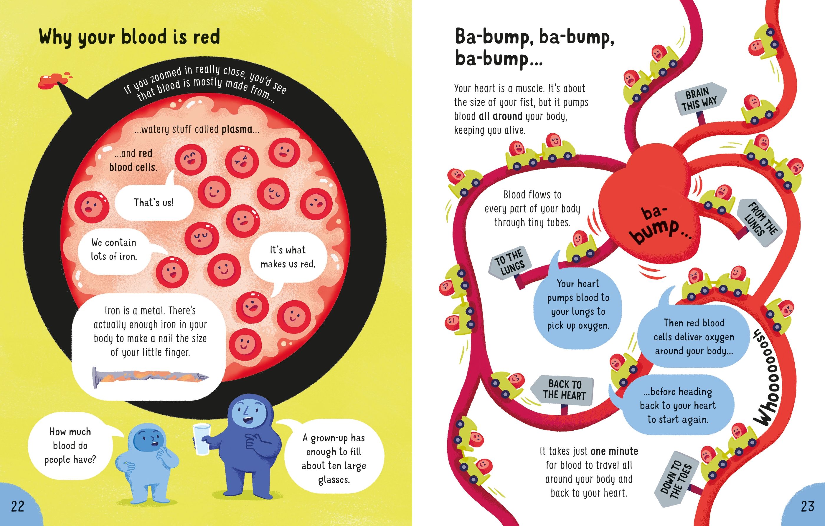 lots of things to know about your body - Ảnh 3