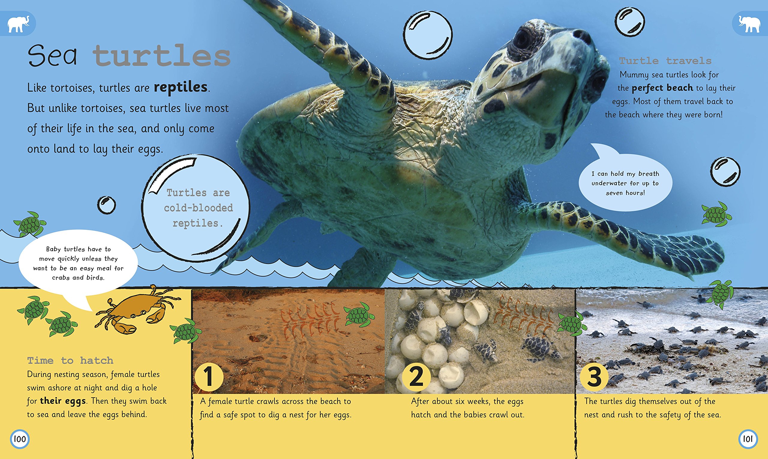 my encyclopedia of very important animals: for little animal lovers who want to know everything (my very important encyclopedias) - Ảnh 3
