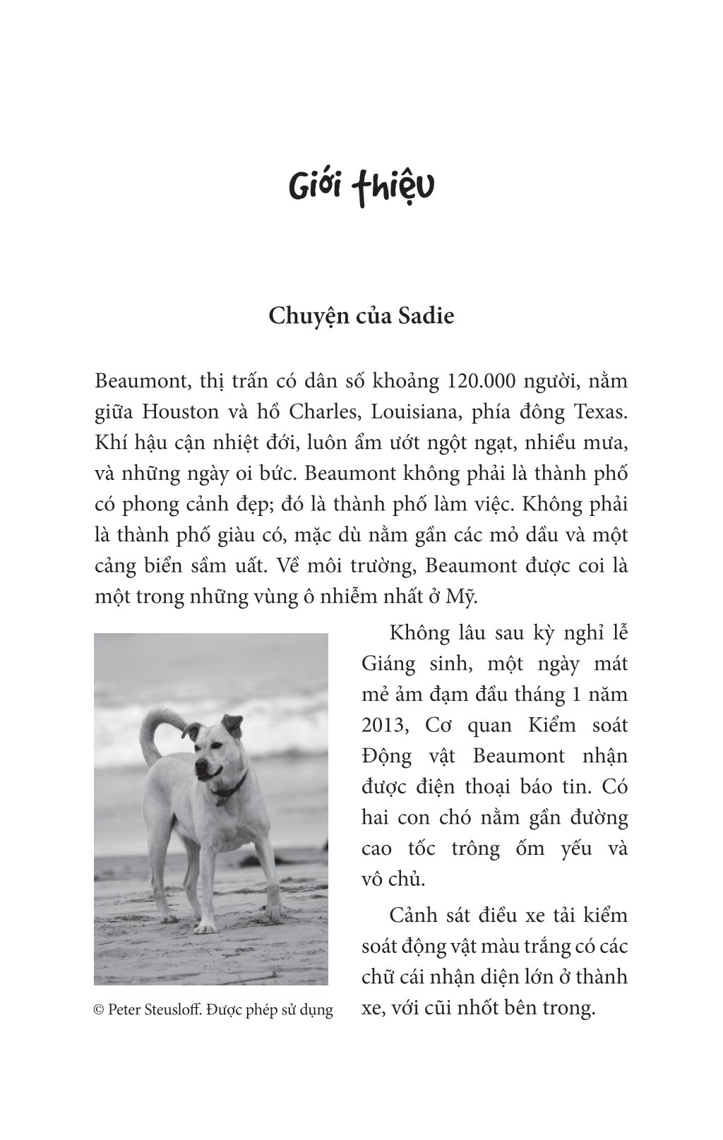 nghĩ như một chú chó - loài chó dạy ta sống hạnh phúc và thành công - Ảnh 6