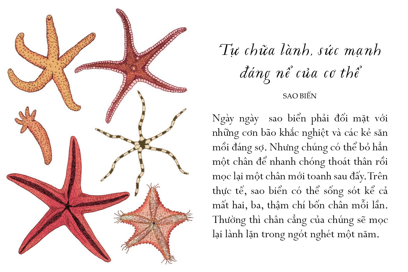 sống một đời tựa biển khơi - những bài học trí tuệ nhẹ nhàng sâu lắng của đại dương - Ảnh 5