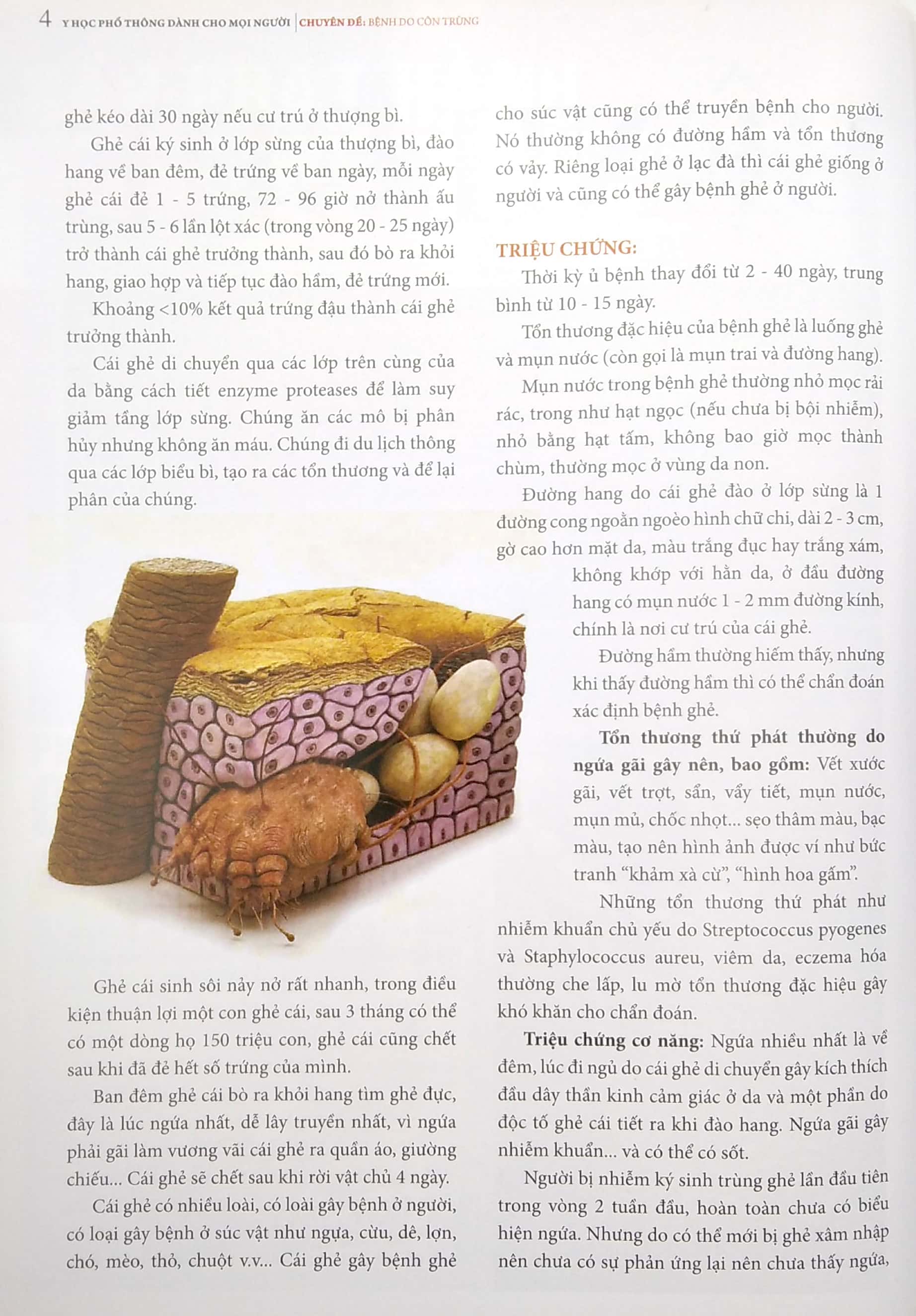 y học phổ thông dành cho mọi người - chuyên đề: bệnh do côn trùng - Ảnh 5
